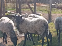 Qoʻchqor, Romanov sheep — 2-rasm