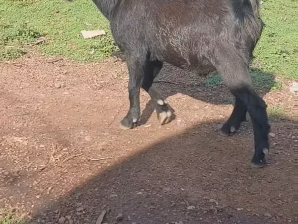 山羊（批次，未指定性别）, Goats