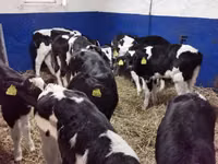 ثور, Russian Black pied cattle — الصورة 4