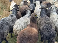 Schaf, Bessarabian sheep — Foto 1