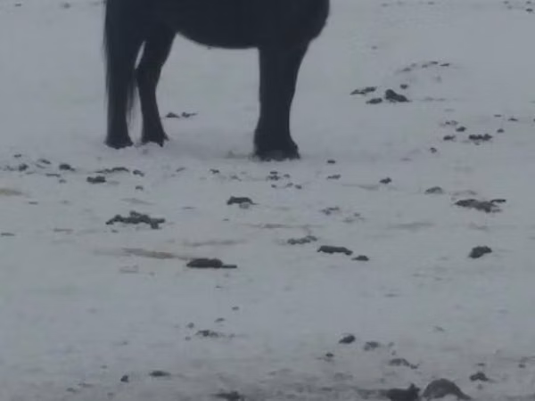 فرس, Kazakh horse — كازاخستان