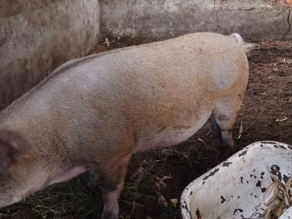 公猪, Pigs