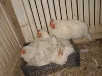 Chickens — Foto 2