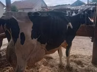 Toro, Vaca Limousin — foto 7