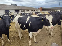 Kuh, Holstein-Rasse — Foto 6