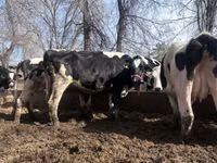 Cow, Holstein breed — photo 1