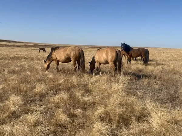 Stute, Mugalzhar horse
