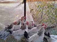 Chickens — foto 1