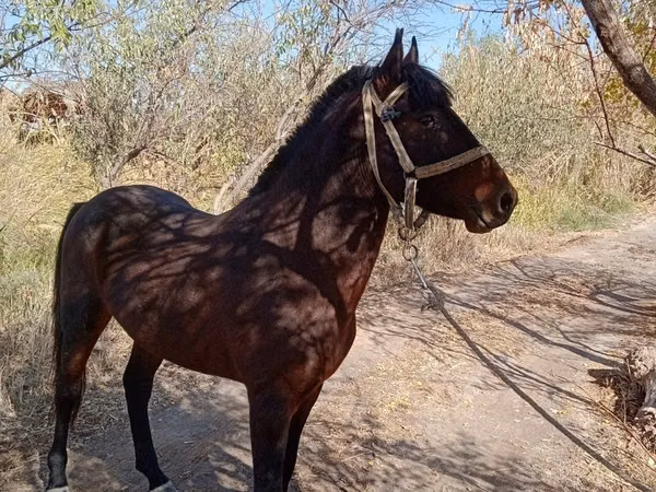Hengst, Karabair horse