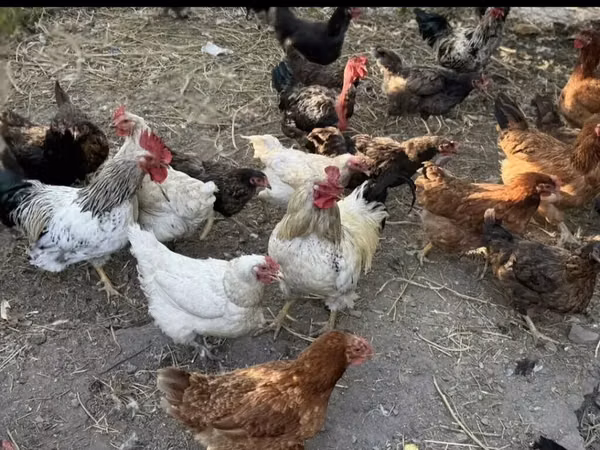 Chickens — قيرغيزستان