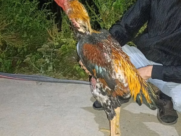 Chickens — Uzbekistán