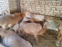 Ram, Arashan sheep — photo 8