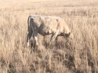 ثور, Swiss cattle — الصورة 7
