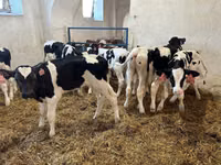 Bulle, Holstein-Rasse — Foto 1