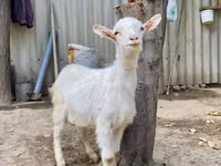 Ziegenbock, Saanen goat — Foto 4