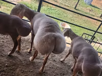 Қошқар, Arashan sheep — 2-сурет