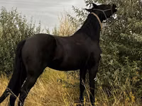 Stute, Friesian — Foto 4