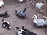 Ducks — Foto 2