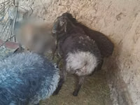 كبش, الأغنام — الصورة 4