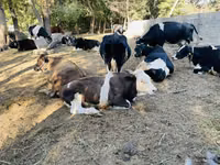 Cow, Russian Black pied cattle — photo 5