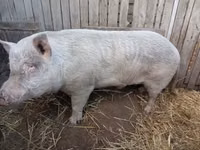 Eber, Schweine — Foto 1