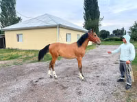 公马, Friesian sport horse — 照片 3
