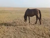 Stute, Kazakh horse — Foto 3