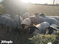 Schaf, White Suffolk sheep — Foto 6