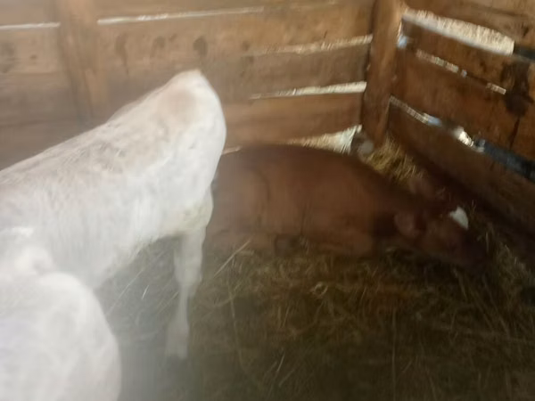 Rinder (Partie, Geschlecht nicht angegeben), Simmental cattle — Kirgisistan