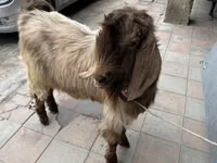 母山羊, Goats — 照片 2