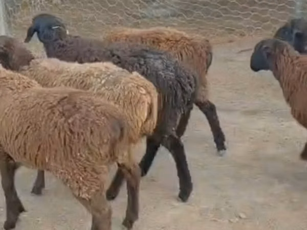 Goat, Goats