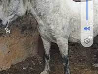 Aygʻir, Otlar — 3-rasm