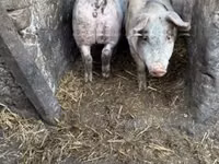 Eber, Schweine — Foto 2