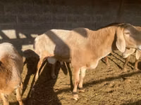 Schafe (Partie, Geschlecht nicht angegeben), Arashan sheep — Foto 3