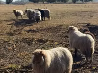 Қошқар, Racka sheep — 1-сурет