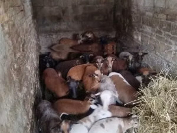 نعجة, Cameroon sheep