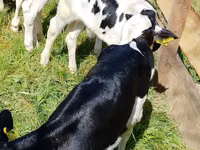 Rinder (Partie, Geschlecht nicht angegeben), Russian Black pied cattle — Foto 4