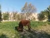 Caballo, Caballos — foto 7
