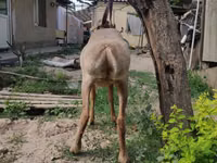 Қошқар, Edilbay sheep — 4-сурет