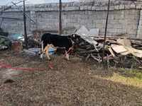 Bulle, Russian Black pied cattle — Foto 5