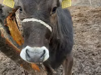 母牛, Cattle — 照片 1