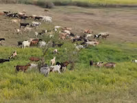 母山羊, Goats — 照片 1