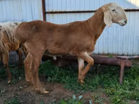 Ram, Arashan sheep — photo 1