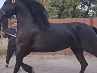 Stute, Friesian — Foto 1
