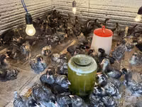Chickens — 照片 5
