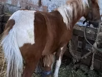 Mare, Horses — photo 5