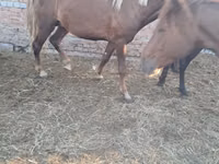 公马, Horse breed — 照片 1