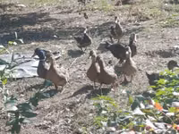 Geese — Foto 6