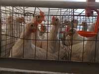 Chickens — foto 1