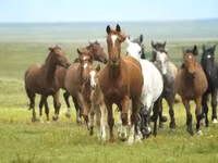 Stute, Horse breed — Foto 1